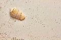 Isolated seashell in the sand