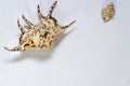 An isolated seashells with white background. Royalty Free Stock Photo