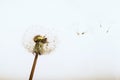 Dandelion Seeds - Flying Away Royalty Free Stock Photo