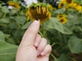 Isolated seed of sunflower hold in the caucasian fingers