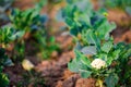 Isolated selective focus of cabbage plants planted in rows in farm with excavated soil ready to harvest