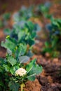 Isolated selective focus of cabbage plants planted in rows in farm with excavated soil ready to harvest