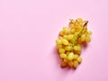 Isolated set of a bunch of sweet seedless grapes in studio with millennial pink background