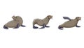 Isolated set of Sea lions in Cartoon design style, vector eared seal or California sea lion in dynamic on white isolated Royalty Free Stock Photo