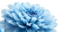 Isolated Shaggy Light Blue Dahlia Flower on White Background with Clipping Path for Design Royalty Free Stock Photo