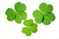 Isolated shamrocks. Royalty Free Stock Photo