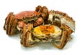 Isolated Shanghai Chinese hairy crab, mitten crab steamed, autumn winter December season