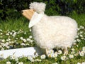 Sheep in isolation on a meadow as a symbol for Covid-19 era