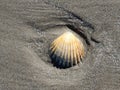 Isolated shell on beachwith scour marks