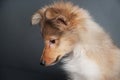 Isolated shetland sheepdog puppy portrait in the studio, cute sheltie puppy