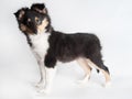 Isolated shetland sheepdog puppy in the studio