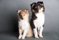 Isolated shetland sheepdog puppy in the studio