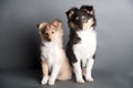 Isolated shetland sheepdog puppy in the studio