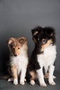 Isolated shetland sheepdog puppy in the studio