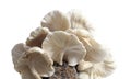 Shiitake on a mushroom substrate Royalty Free Stock Photo
