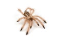Isolated shoot of brown spider`s molt Royalty Free Stock Photo