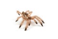 Isolated shoot of brown spider`s moult Royalty Free Stock Photo