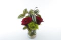 Isolated shoot of red rose and tradescantia zebrina plant.