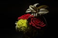 Isolated shoot of red rose and tradescantia zebrina plant.