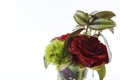 Isolated shoot of red rose and tradescantia zebrina plant.