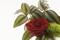 Isolated shoot of red rose and tradescantia zebrina plant.