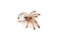 Isolated shoot of spider`s molt Royalty Free Stock Photo
