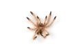 Isolated shoot of spider`s moult Royalty Free Stock Photo
