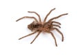 Isolated shoot of spider`s pelt Royalty Free Stock Photo