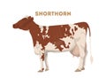 Isolated shorthorn cow.