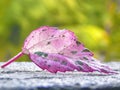 Isolated shot of a colorful leaf