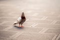 Isolated shot of a Feral pigeon standing on the ground and looking at the camera