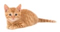 Isolated shot of a ginger kitten lying in front of a white background looking at the camera Royalty Free Stock Photo