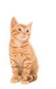 Isolated shot of a ginger kitten sitting in front of a white background looking right Royalty Free Stock Photo