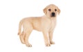 Isolated shot of a golden Labrador Retriever puppy standing in front of a white background Royalty Free Stock Photo