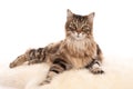 Isolated shot of long-haired gray tabby cat lying in front of white background looking at camera Royalty Free Stock Photo