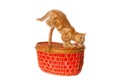 Isolated shot of a playful ginger kitten on a red basket in front of a white background Royalty Free Stock Photo
