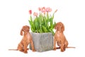 Isolated shot of two Vizsla puppy dogs sitting near a cube-shaped pot of pink tulips Royalty Free Stock Photo