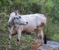 An Isolated shot of White Indian Cow in the upper himalayan region. Uttarakhand India