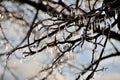 Isolated shot of a winter tree branch with a coating of frost in Nebraska Royalty Free Stock Photo