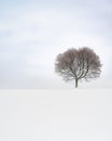 Isolated shot of the withered tree during the winter season