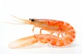 Isolated Shrimp, Pure Background. Generative ai.