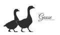 Isolated silhouette of couple geese on white background. Royalty Free Stock Photo