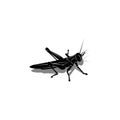 Isolated silhouette of a grasshopper with a shadow, an insect is preparing to jump, black and white vector illustration is