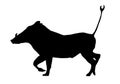 Isolated Silhouette Warthog Running