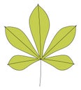 ÃÂ¡hestnut leaf. Royalty Free Stock Photo