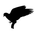 Isolated silhouetteof a flying rock pigeon