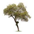 Isolated Silver trumpet tree or Yellow Tabebuia on white background