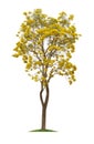 Isolated Silver trumpet tree or Yellow Tabebuia on white background Royalty Free Stock Photo