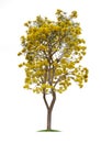 Isolated Silver trumpet tree or Yellow Tabebuia on white background Royalty Free Stock Photo