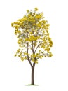 Isolated Silver trumpet tree or Yellow Tabebuia on white background Royalty Free Stock Photo